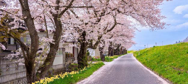 長井の桜並木