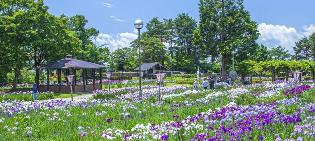 あやめ公園